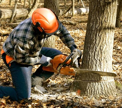 Tree Removal in Greenland, NH